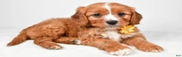 Cavapoo dogs for sale: Eva - Ad 2