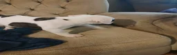 American Bulldog dogs for sale: Dot - Ad 3