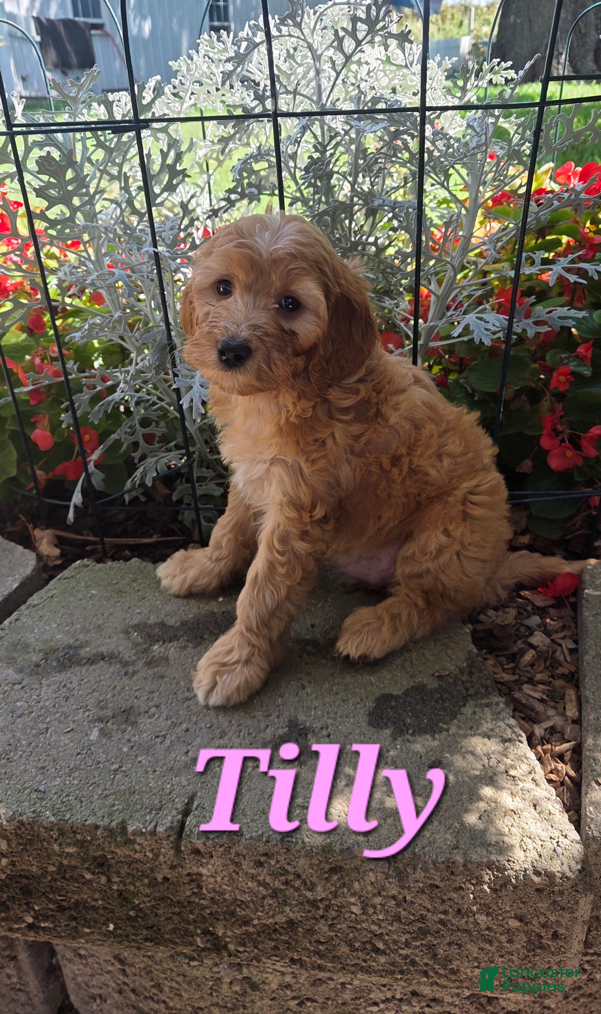 Cavapoo dogs for sale: Tilly  - Ad 3