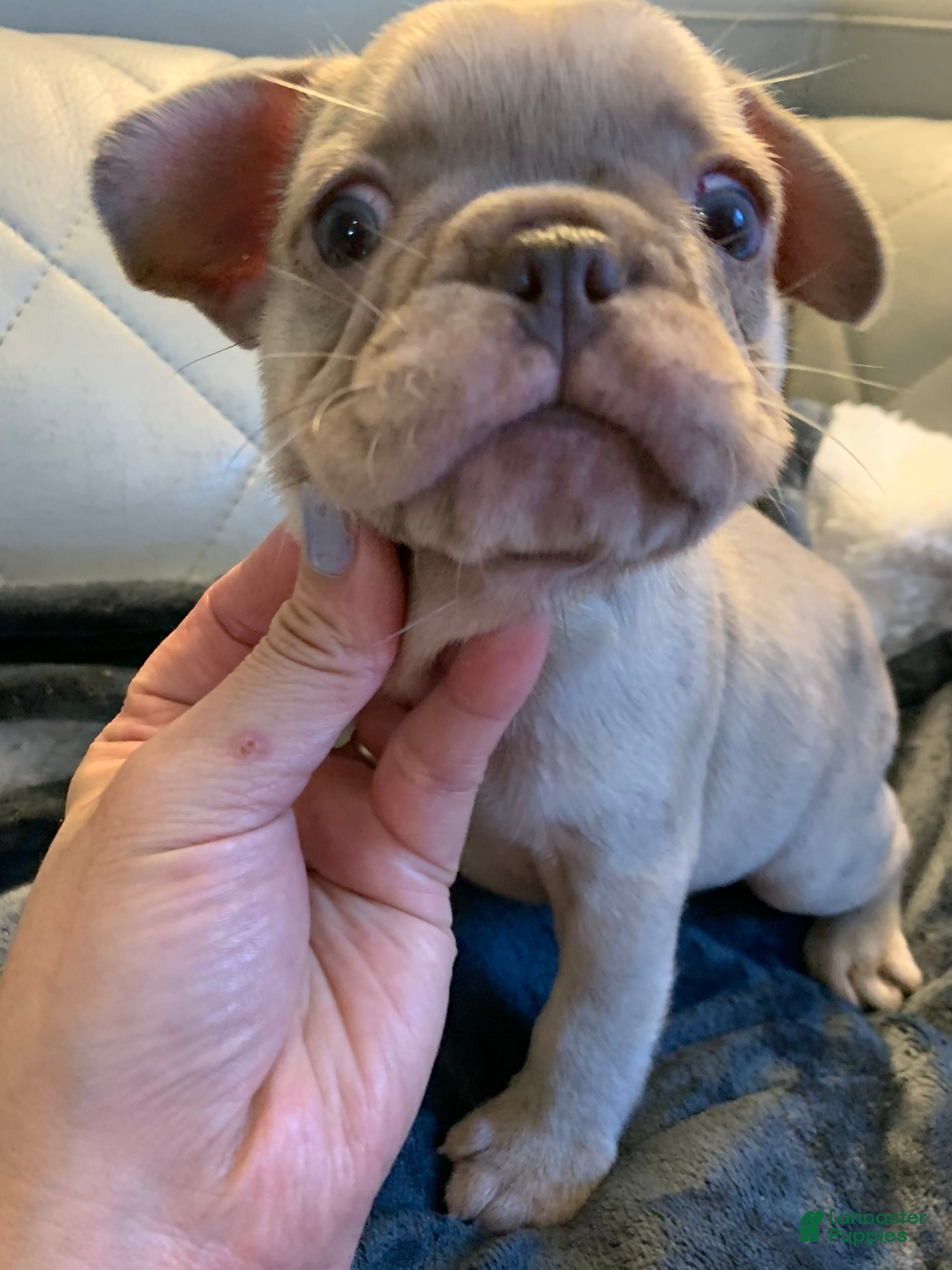 French Bulldog dogs French Bulldog 3 - Ad 14