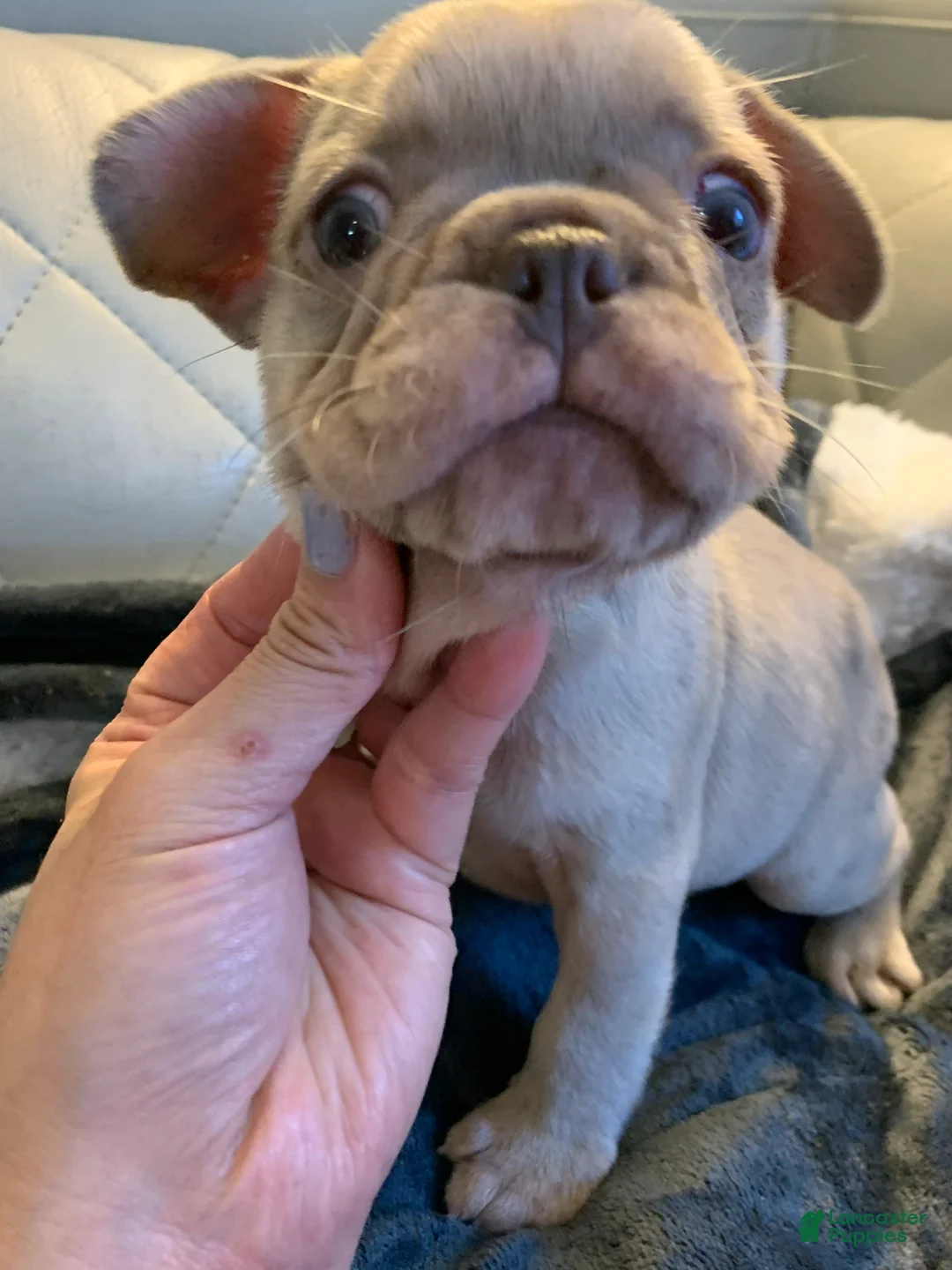 French Bulldog dogs for sale: French Bulldog 3 - Ad 1
