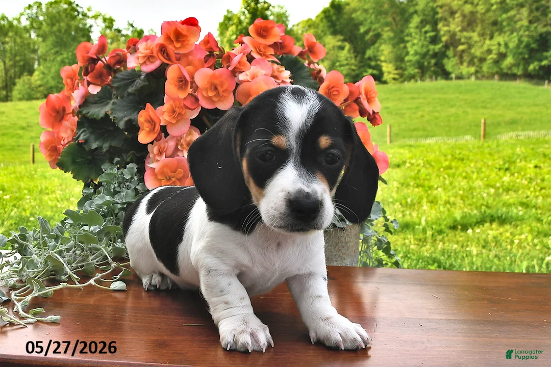 Miniature Dachshund dogs for sale: Dax - Ad 2