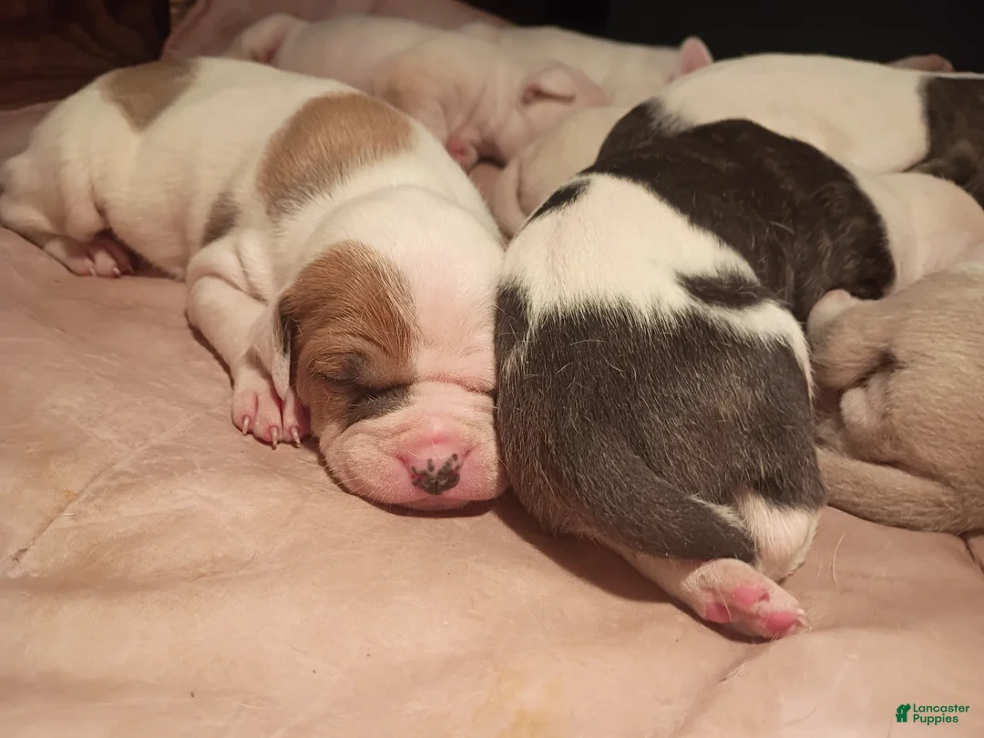 American Staffordshire Terrier dogs for sale: American Staffordshire Terrier Puppy 6 - Ad 9