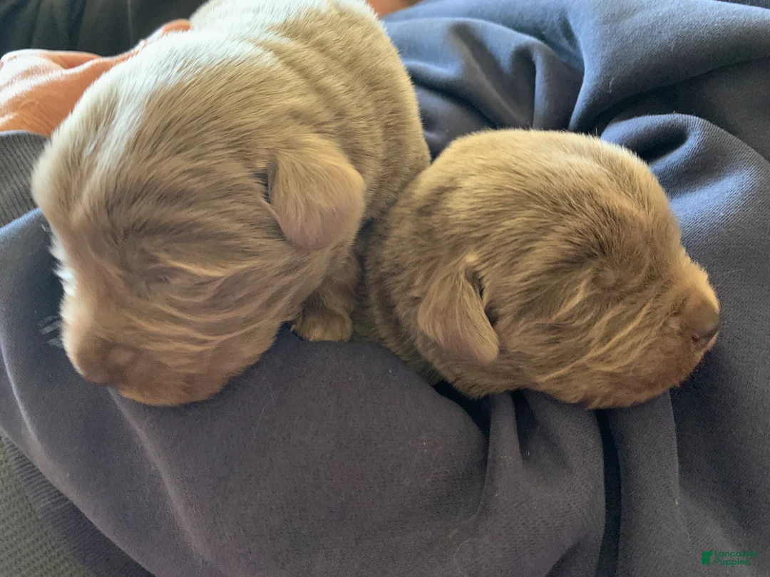 Newfoundland dogs for sale: Newfoundland Puppy 1 - Ad 2