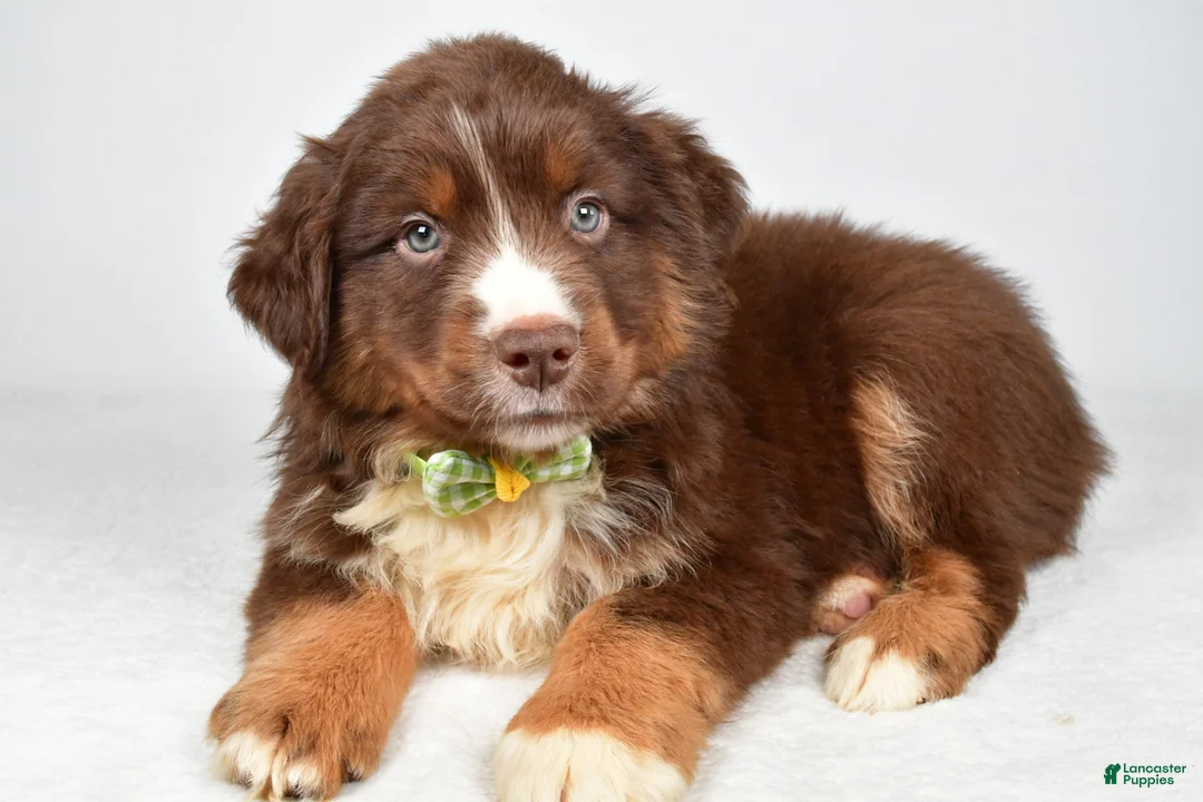 Miniature Australian Shepherd dogs for sale: Felix - Ad 2