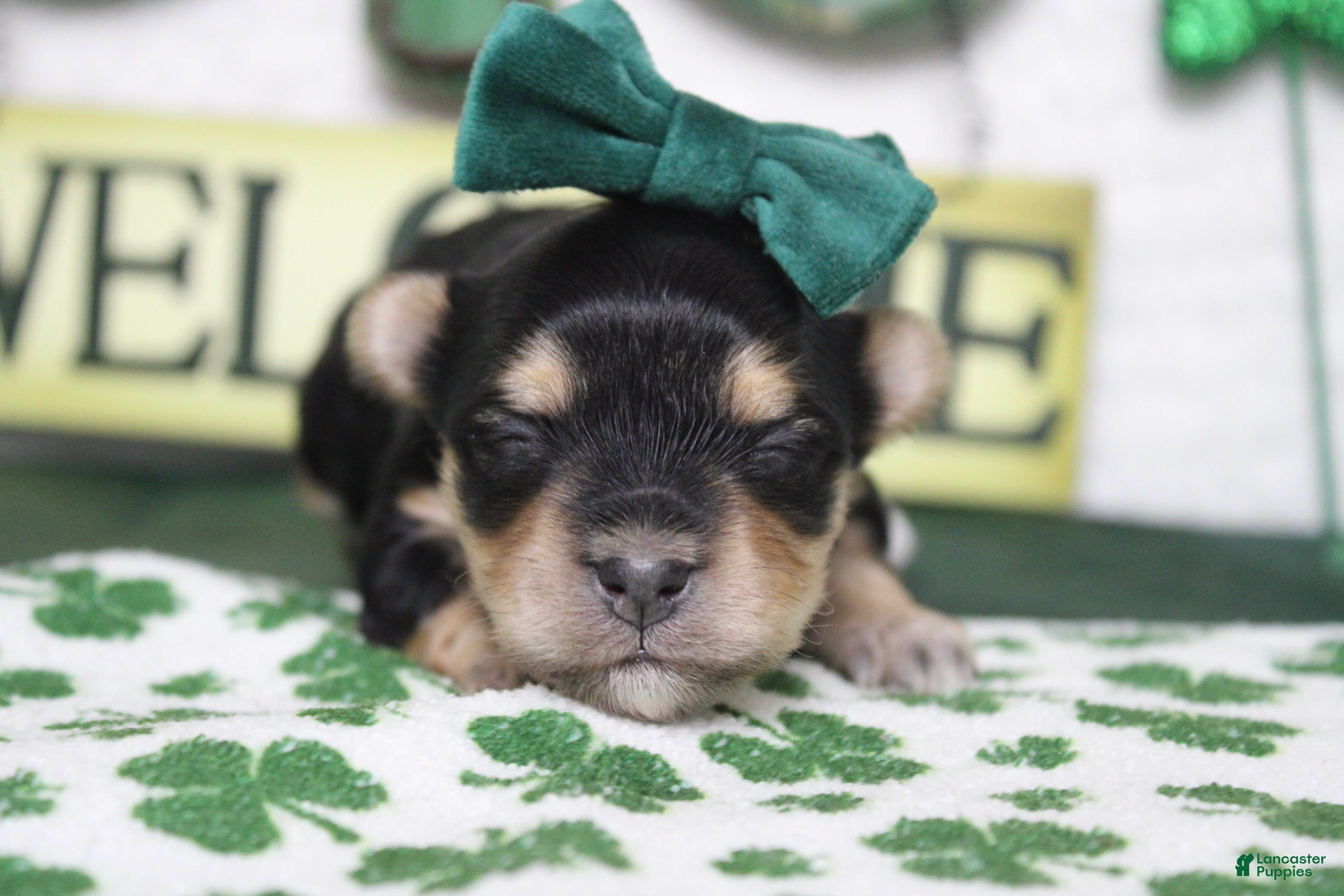 Morkie dogs Julie  - Ad 1