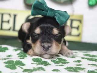 Morkie dogs Julie - Ad 1