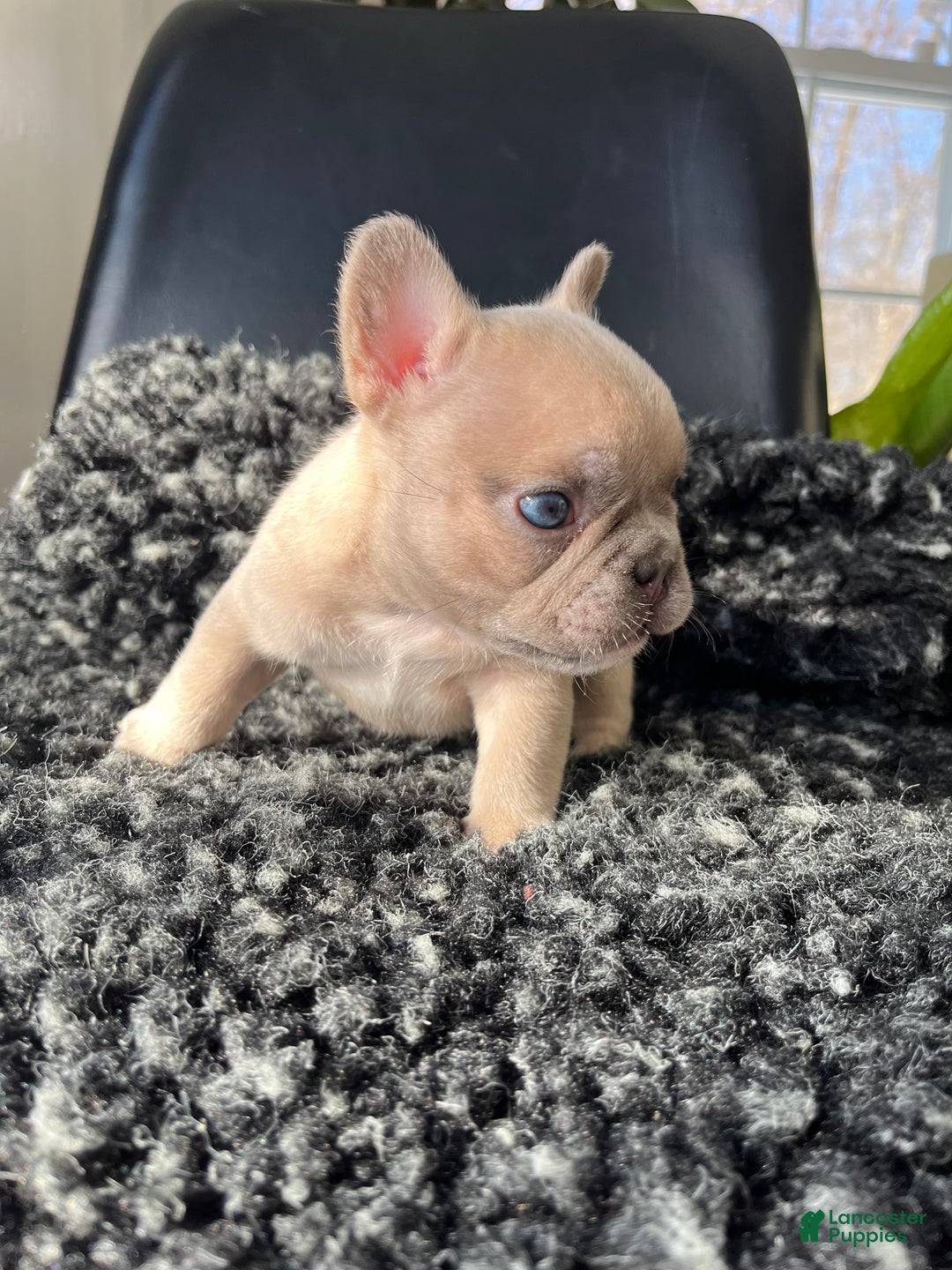 French Bulldog dogs for sale: Max - Ad 7