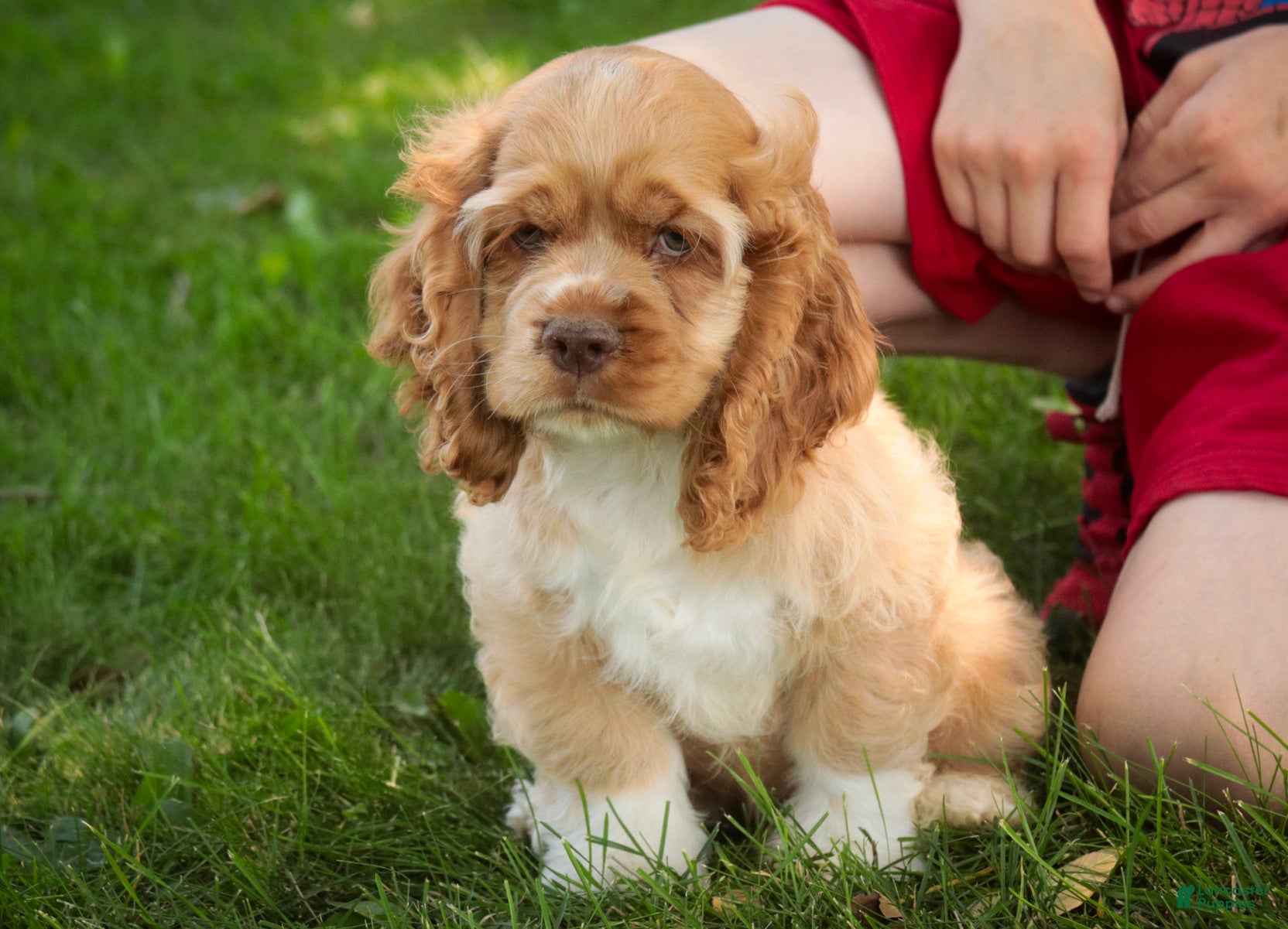 Cocker Spaniel dogs Atlas Cocker Spaniel  - Ad 1