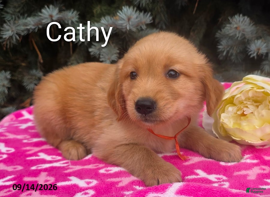 Golden Retriever dogs Cathy - Ad 16