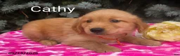 Golden Retriever dogs for sale: Cathy - Ad 1