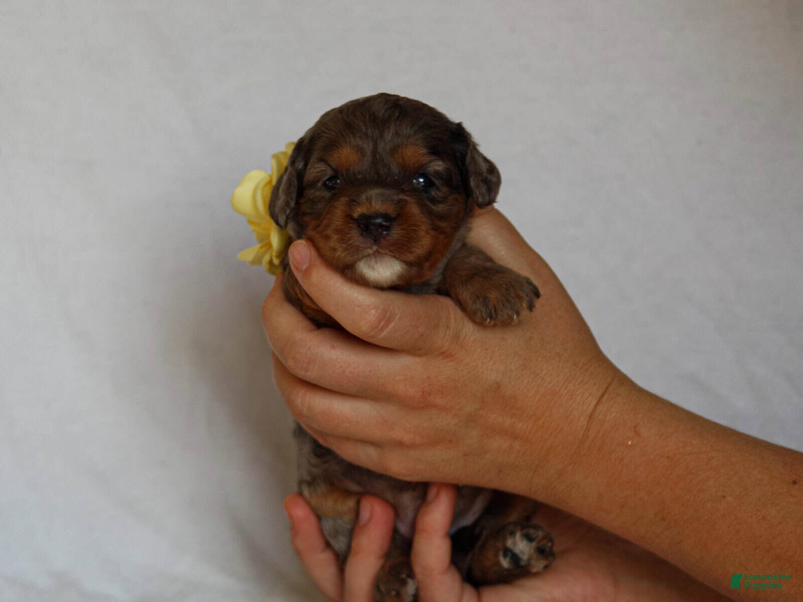 Cavapoo dogs Jessy - Ad 1
