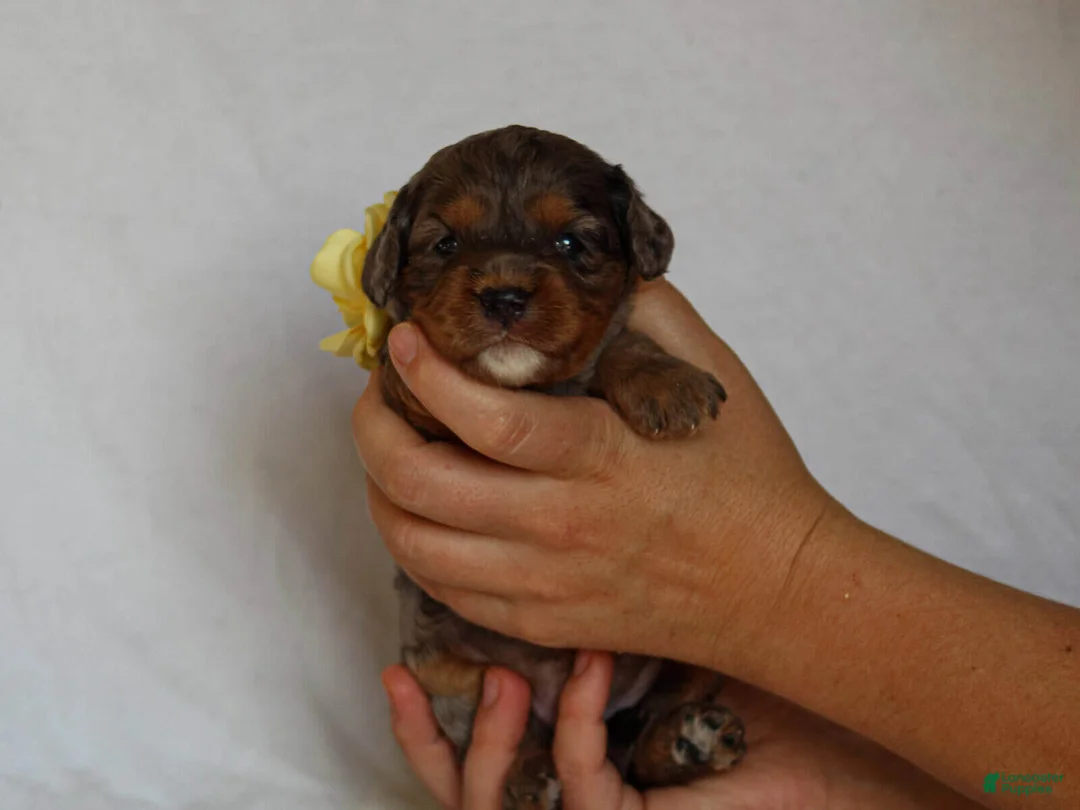 Cavapoo dogs for sale: Jessy - Ad 1