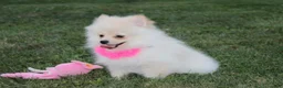 Pomeranian dogs for sale: Ruby - Ad 4