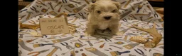 Maltipoo dogs for sale: Oscar - Ad 6
