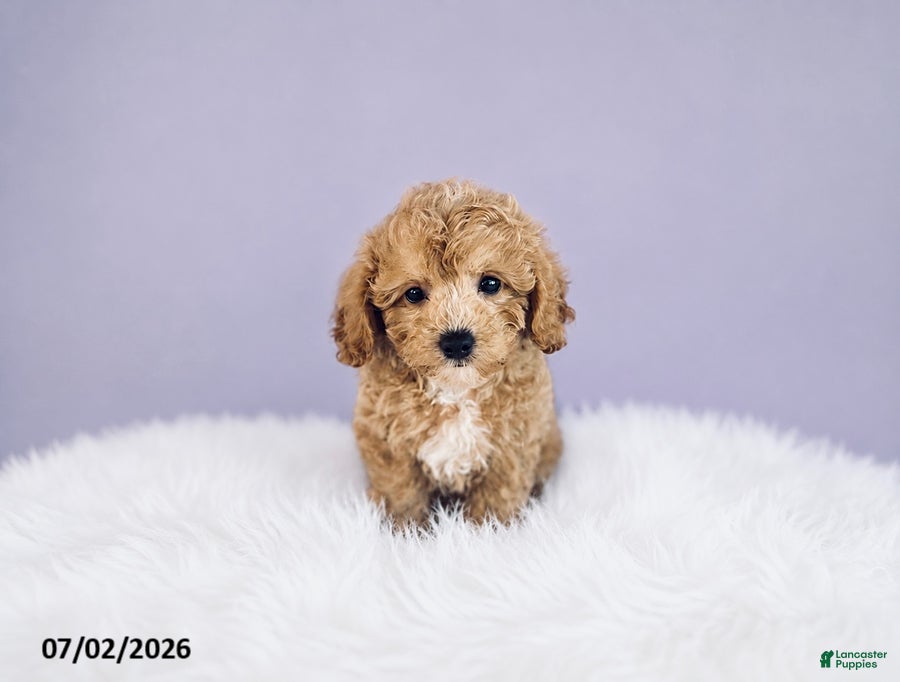 Cavapoochon dogs Sparky - Ad 1