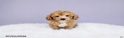 Cavapoochon dogs for sale: Sparky - Ad 1
