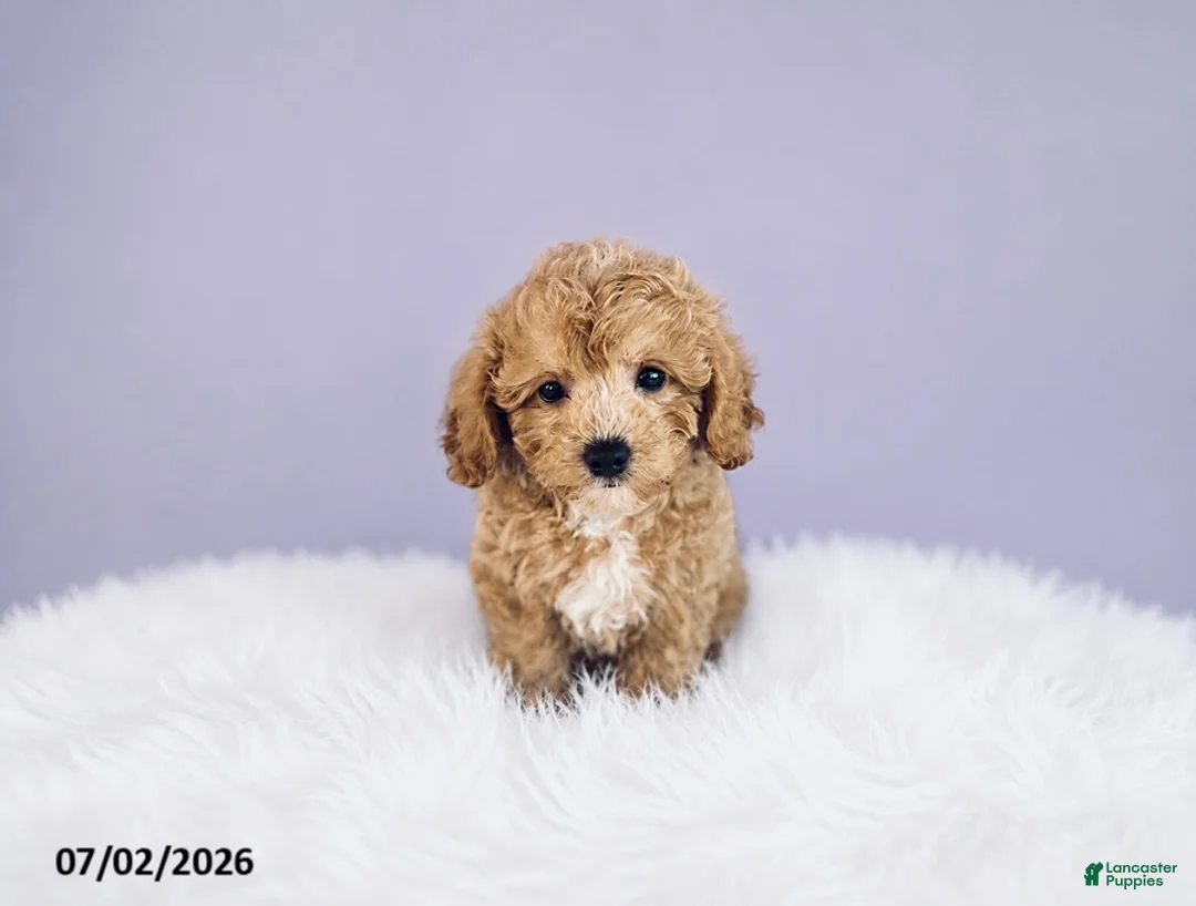 Cavapoochon dogs for sale: Sparky - Ad 1