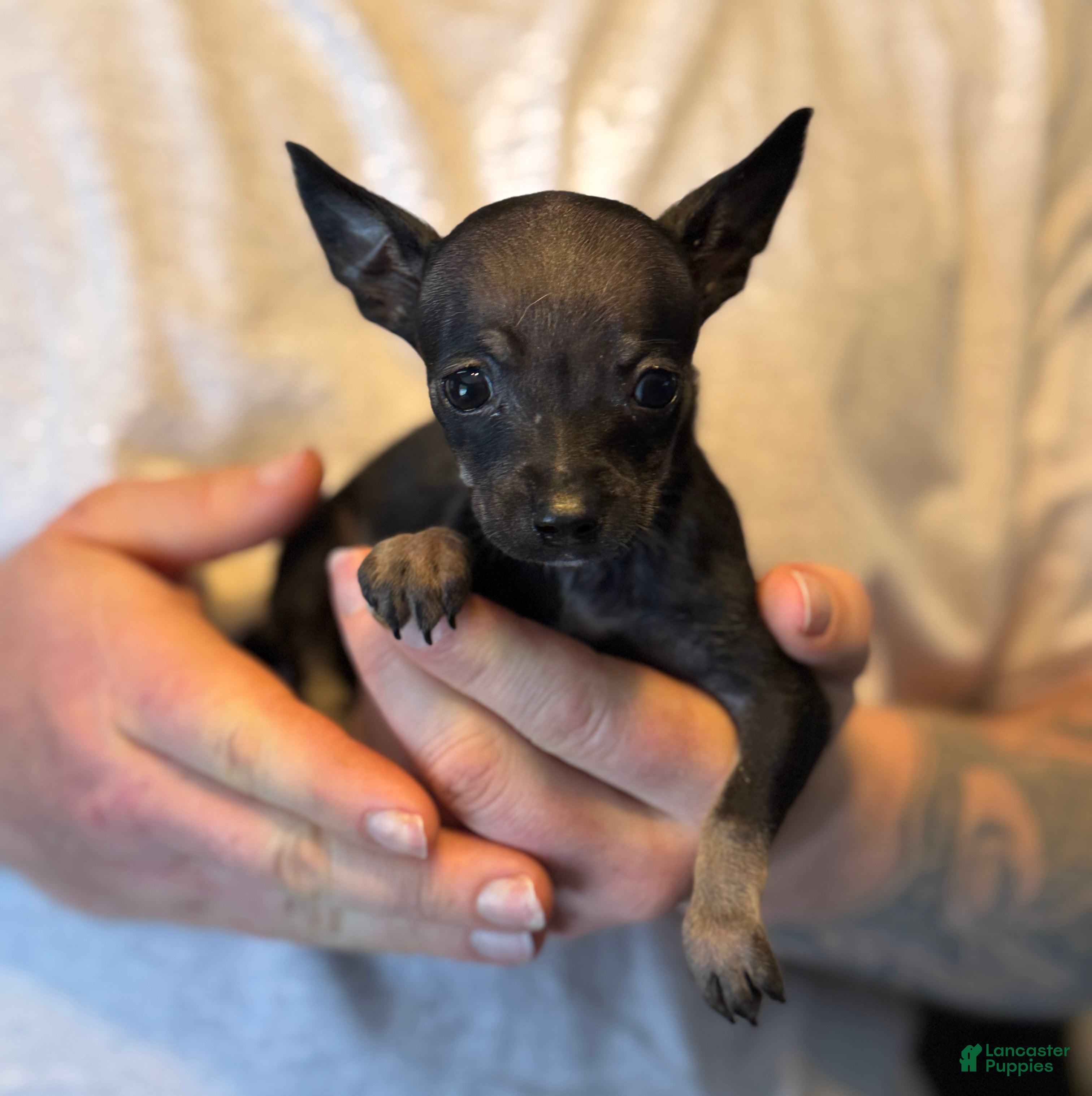 Chihuahua dogs Black Pearl - Ad 7