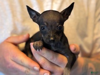 Chihuahua dogs Black Pearl - Ad 10