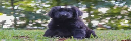 Newfoundland dogs for sale: Annie - Ad 5