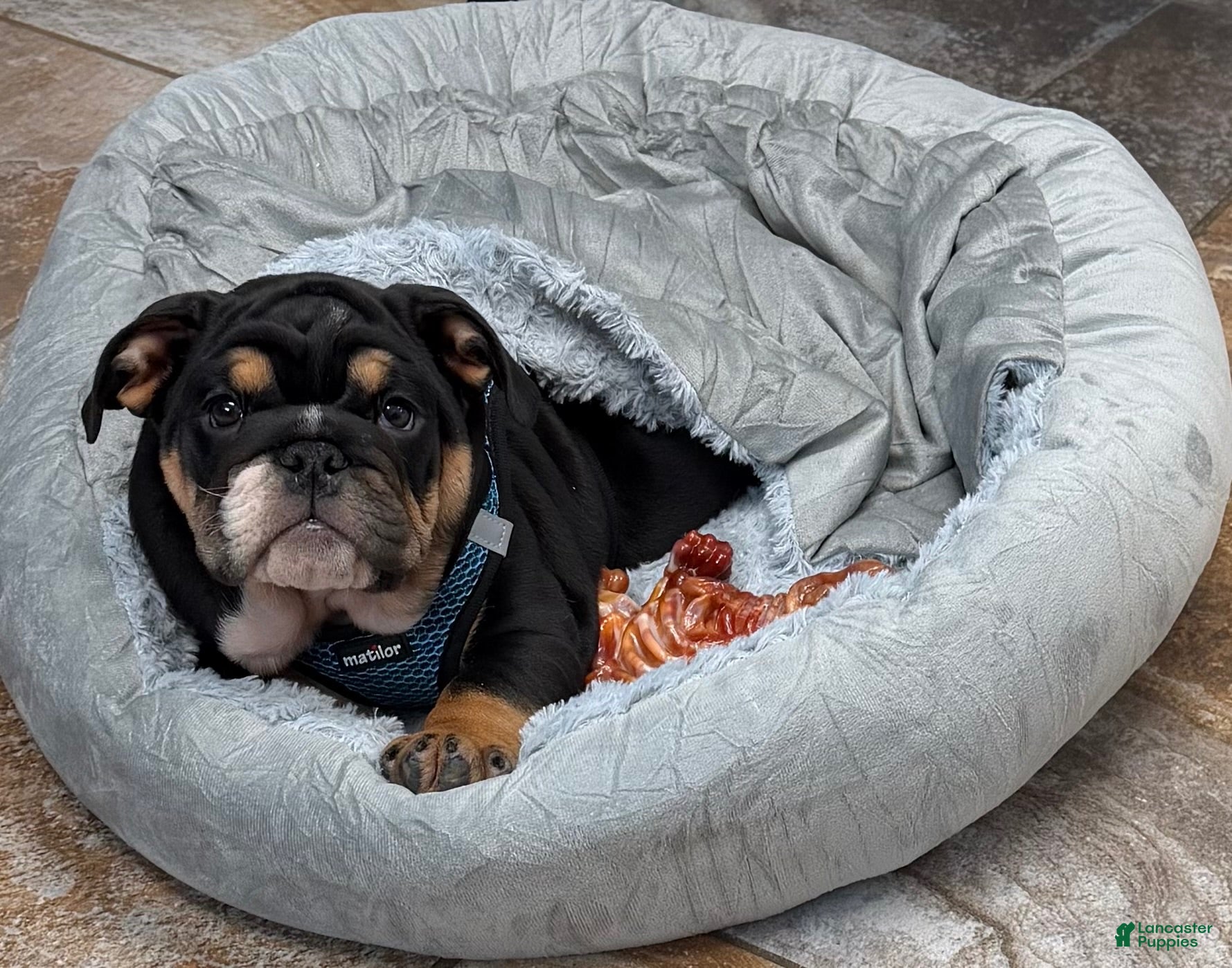 English Bulldog dogs English Bulldog 1 - Ad 2