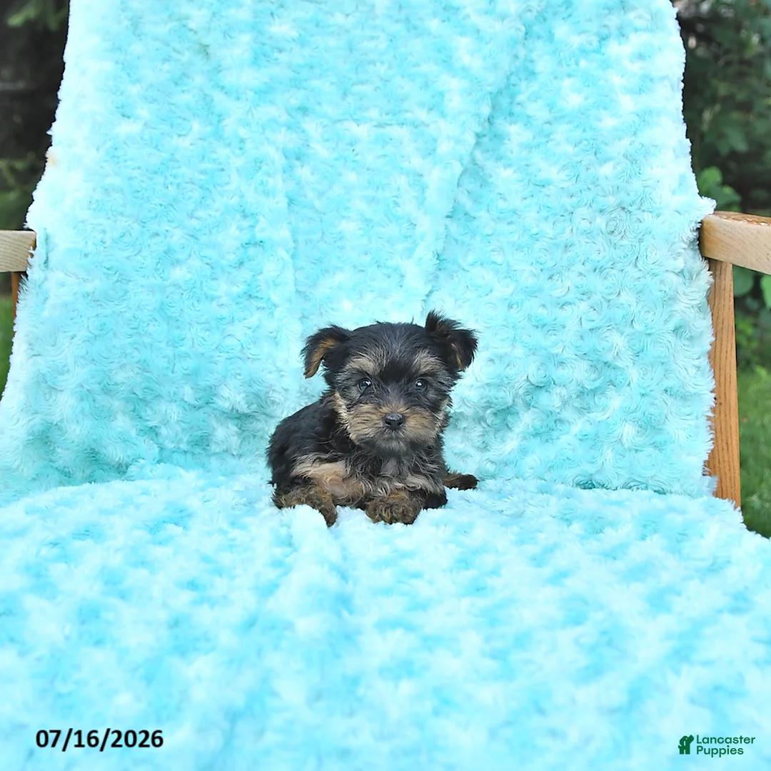 Yorkshire Terrier dogs for sale: Lacy - Ad 3
