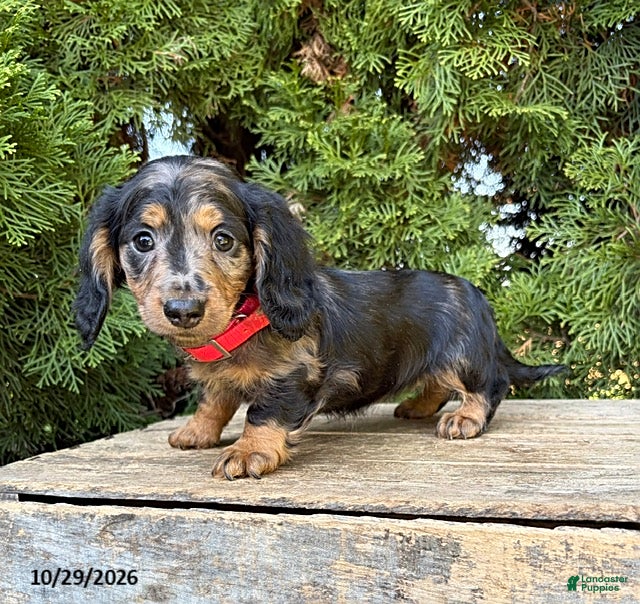 Dachshund dogs for sale: Paisley - Ad 1