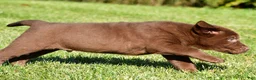 Labrador Retriever dogs for sale: Diesel - Ad 11
