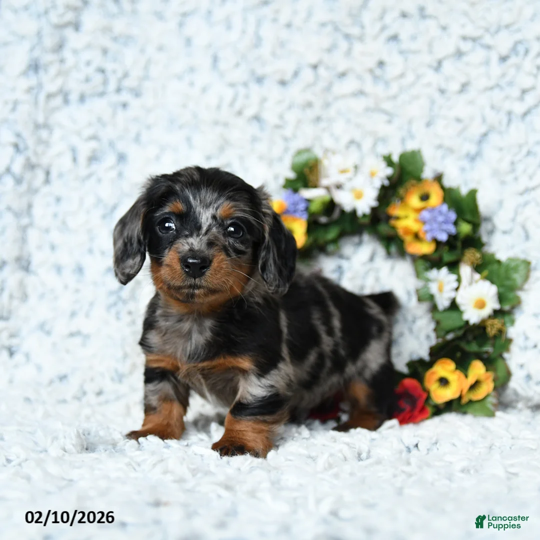 Miniature Dachshund dogs for sale: Cody - Ad 3