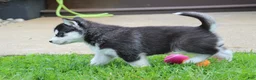 Siberian Husky dogs for sale: Thunder - Ad 4