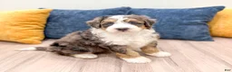 Mini Bernedoodle dogs for sale: Jackson - Ad 7