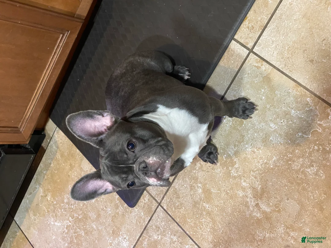 French Bulldog dogs for sale: French Bulldog Puppy 1 - Ad 3
