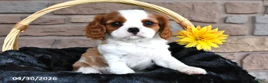 Riley