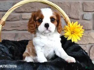 Cavalier King Charles Spaniel dogs for sale: Riley - Ad 1