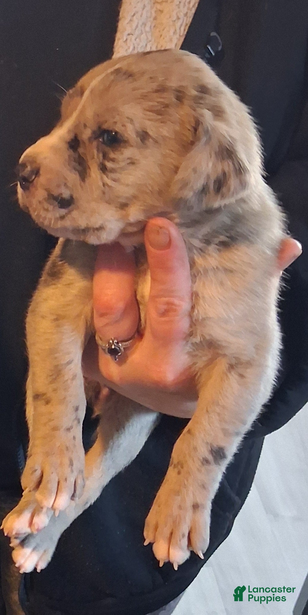 Daniff dogs BIG BABY-Daniff Puppy 7 - Ad 4