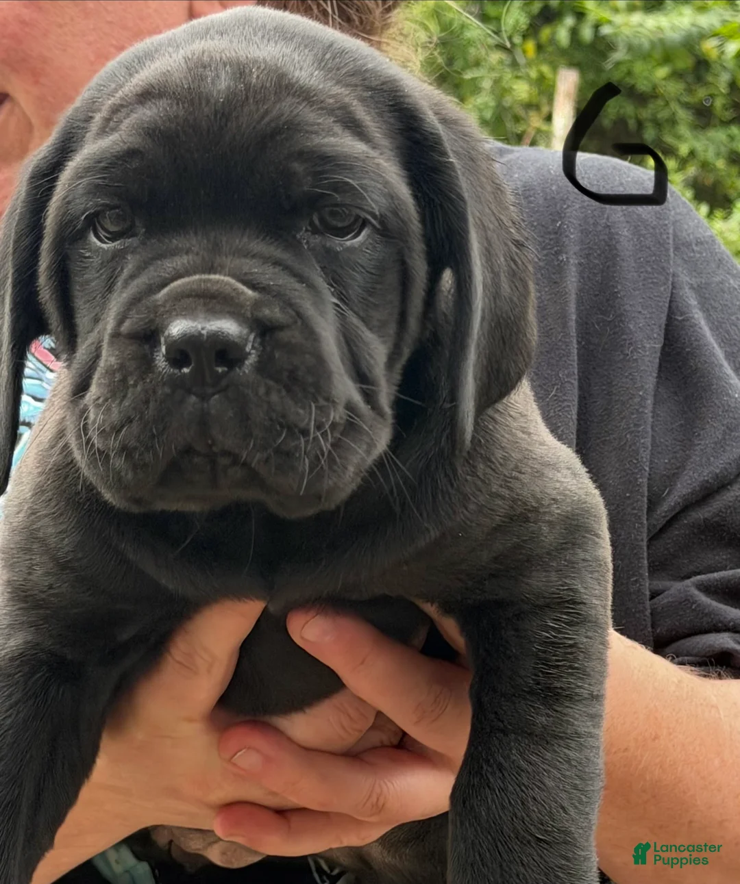 Cane Corso dogs for sale: Girl 1 - Ad 1
