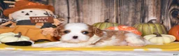 Cavalier King Charles Spaniel dogs for sale: Churro - Ad 4