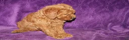 Mini Goldendoodle dogs for sale: Mini Goldendoodle Cody - Ad 3