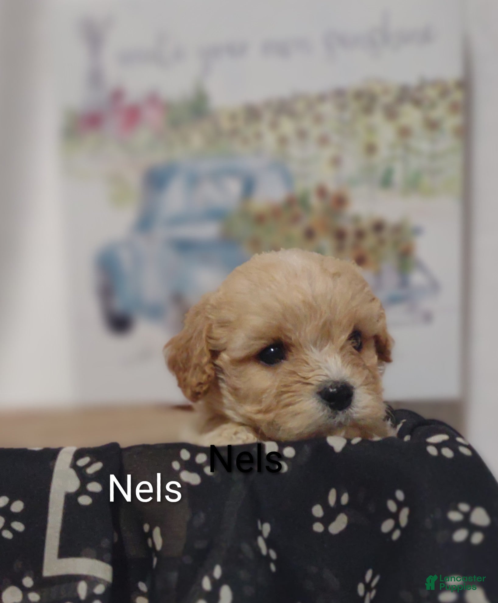 Cavachon dogs Cavachon Puppy 3 Nels  - Ad 2