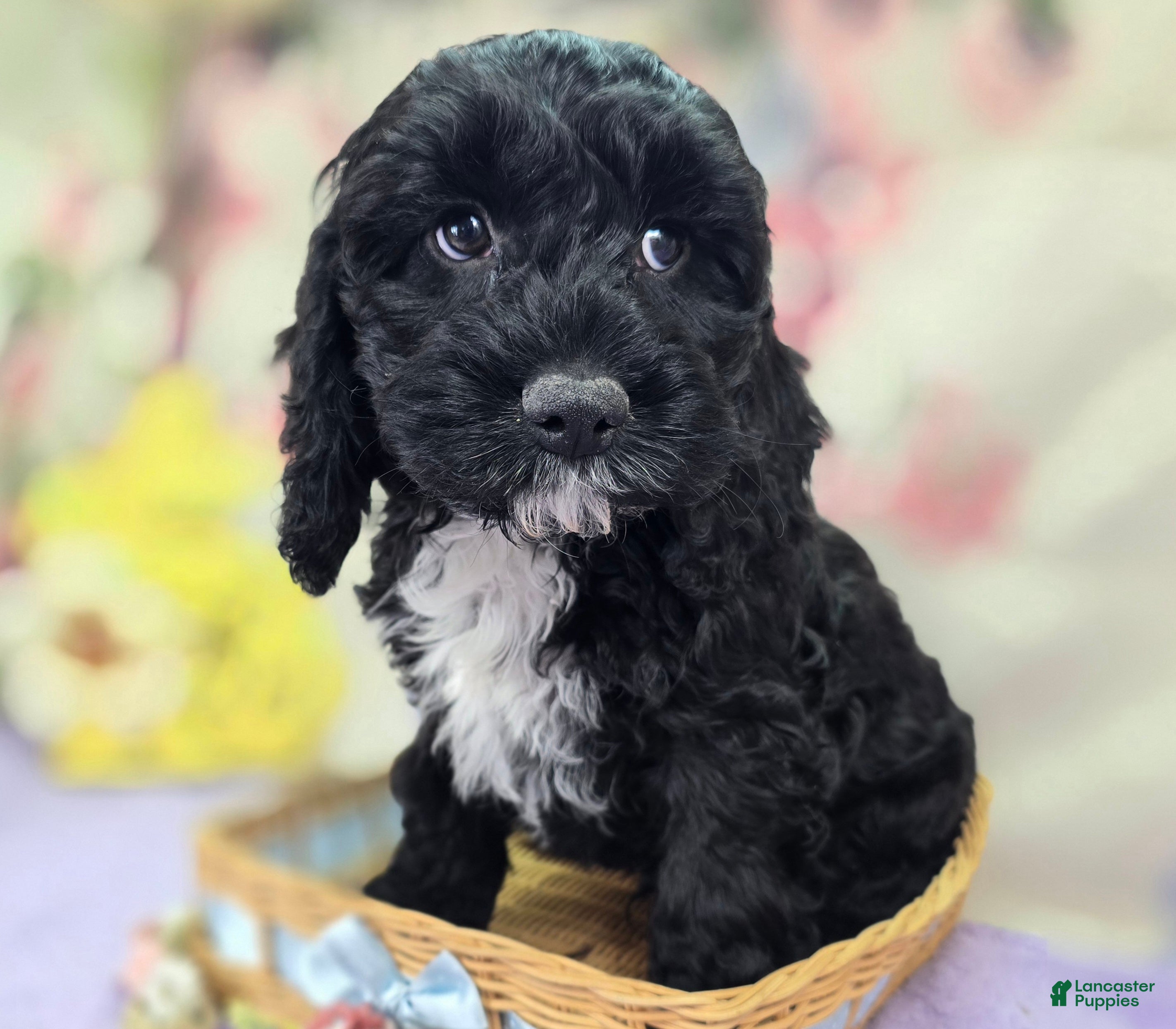 Cockapoo dogs Sirius - Ad 19