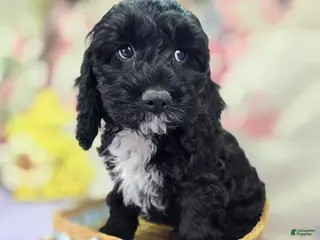 Cockapoo dogs Sirius - Ad 18