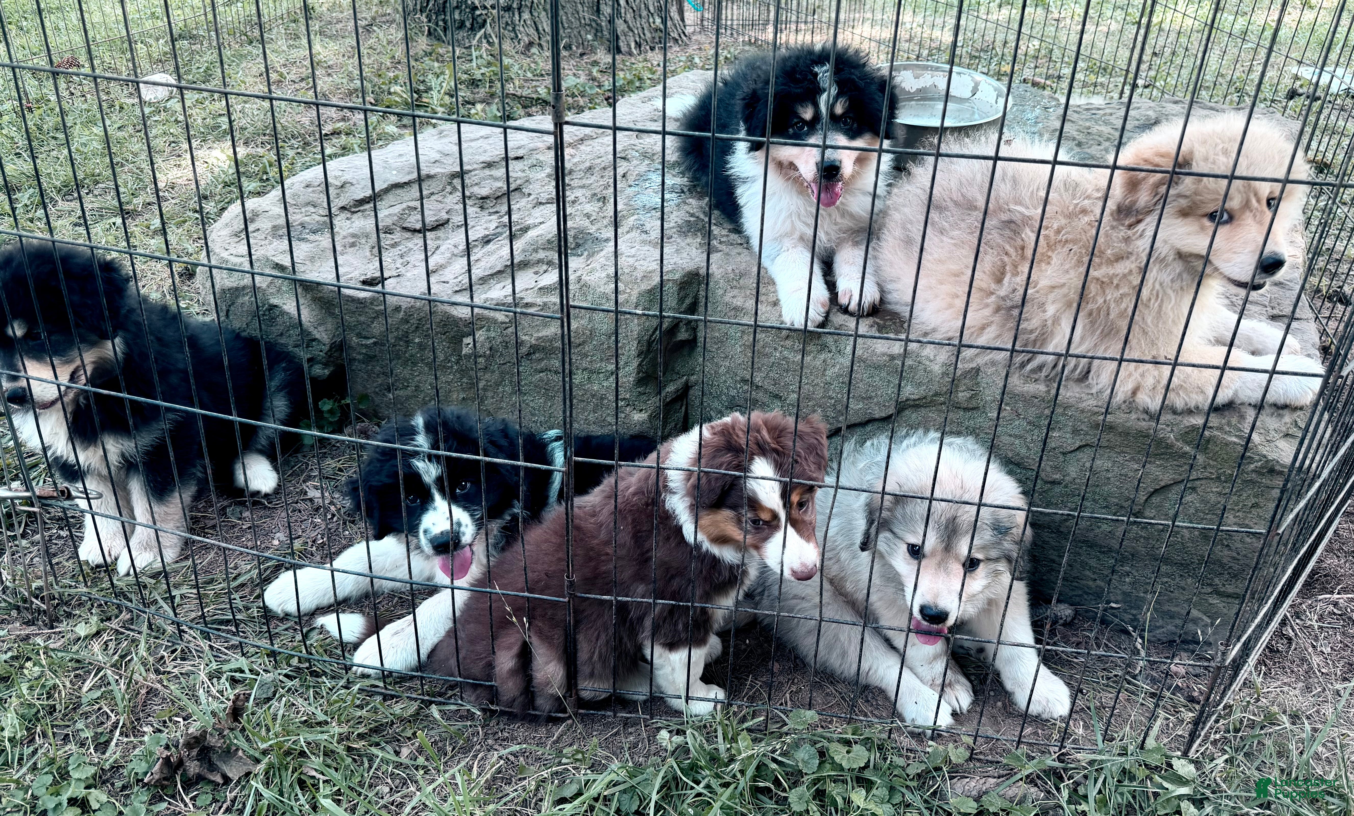 Mixed Breed dogs Mixed Breed 3 - Ad 2