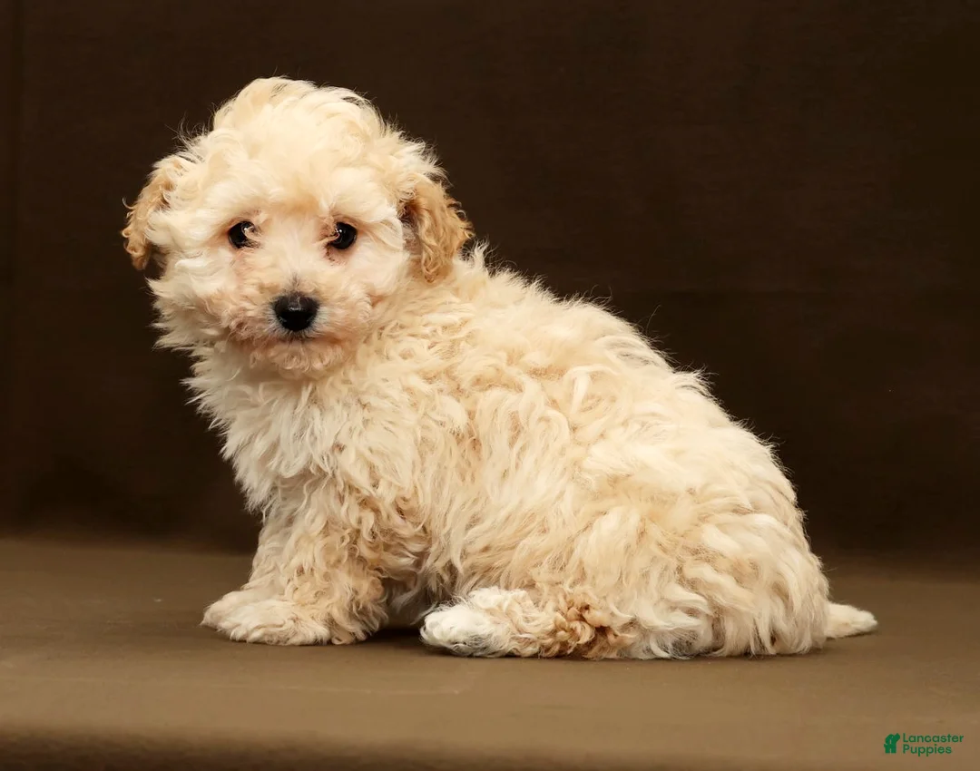 Bichpoo dogs for sale: Baxter - Ad 3