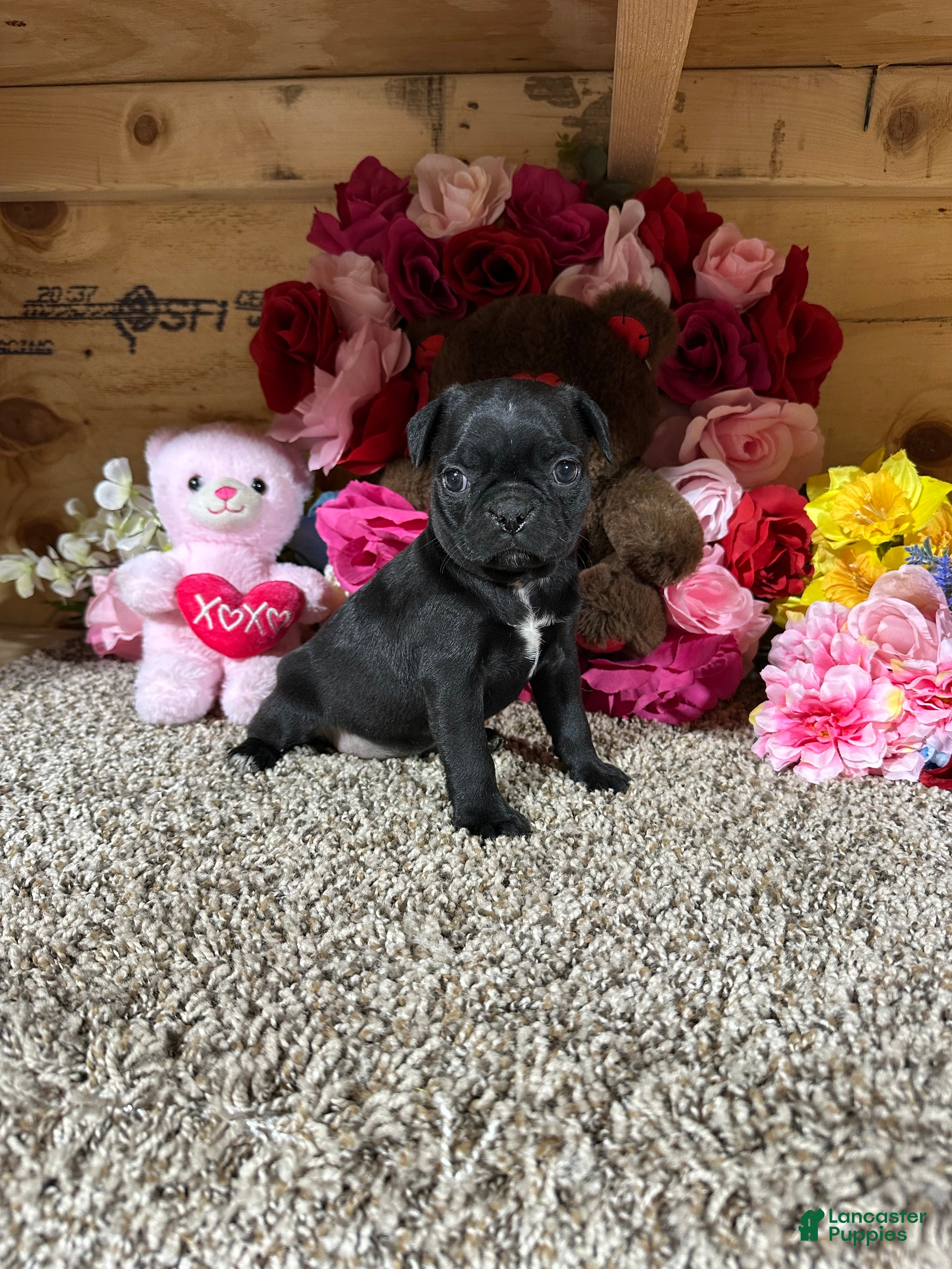 Mixed Breed dogs Mixed Breed Puppy 5 - Ad 1