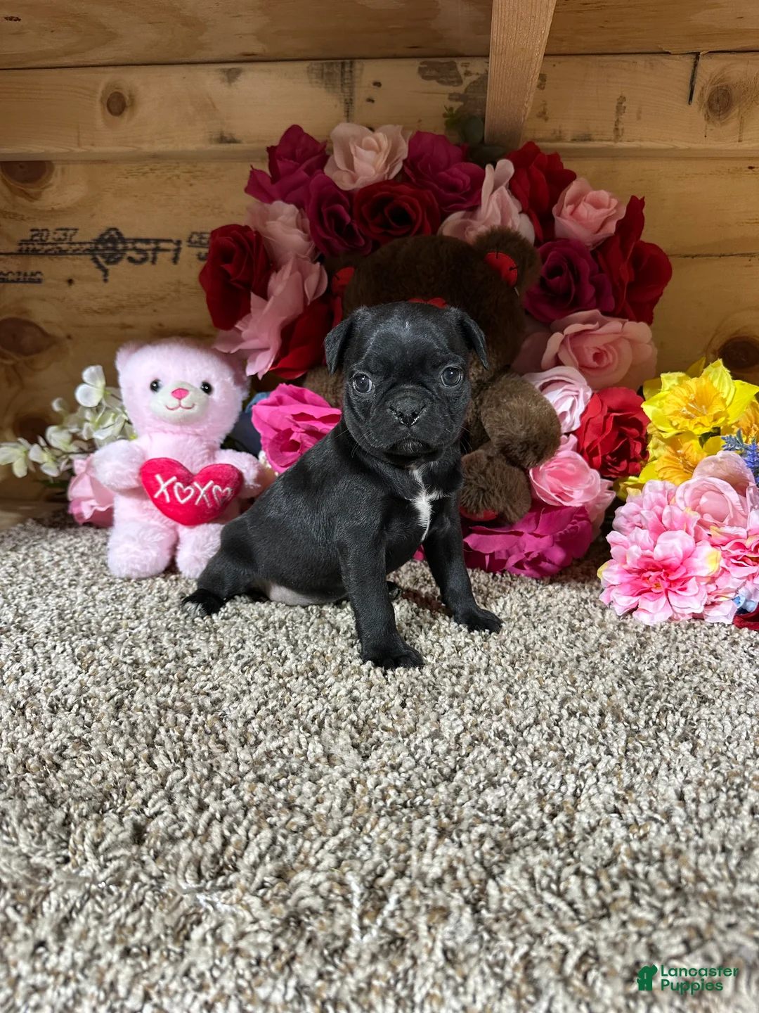 Mixed Breed dogs for sale: Mixed Breed Puppy 5 - Ad 1