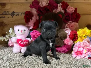 Mixed Breed dogs for sale: Mixed Breed Puppy 5 - Ad 4