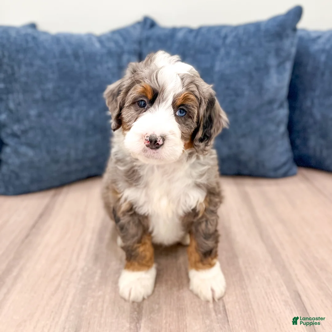 Mini Bernedoodle dogs for sale: Thor - Ad 1