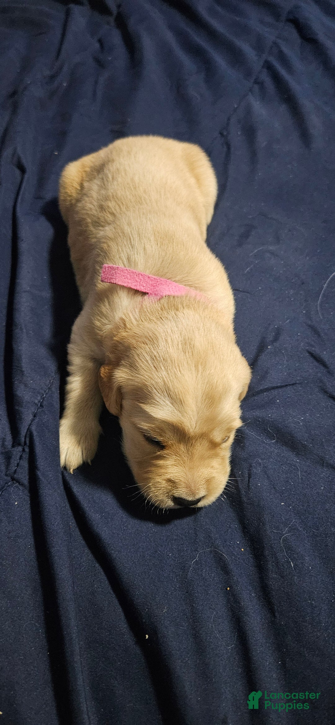 Golden Retriever dogs for sale: Pink - Ad 4