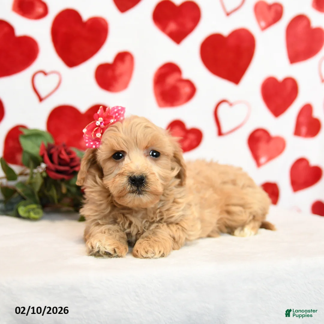 Mixed Breed dogs for sale: Duchess - Ad 4